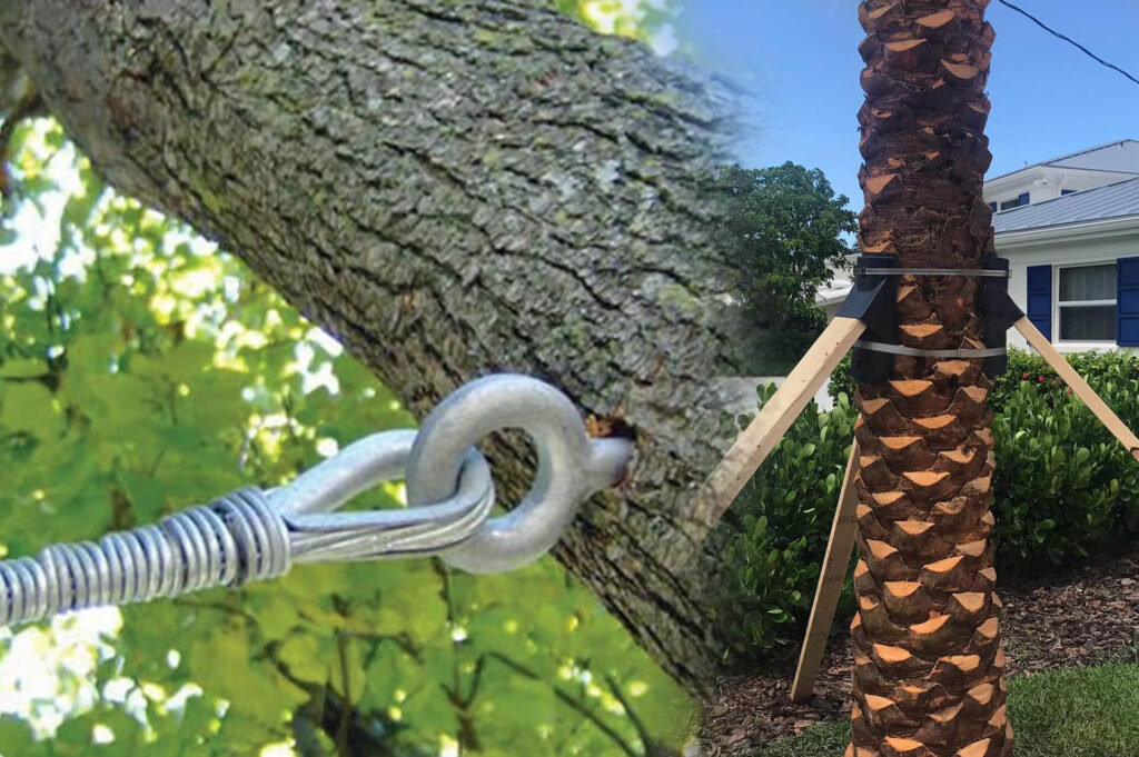 Tree Bracing & Tree Cabling Affordable-Pro Tree Trimming & Removal Team of Boynton Beach